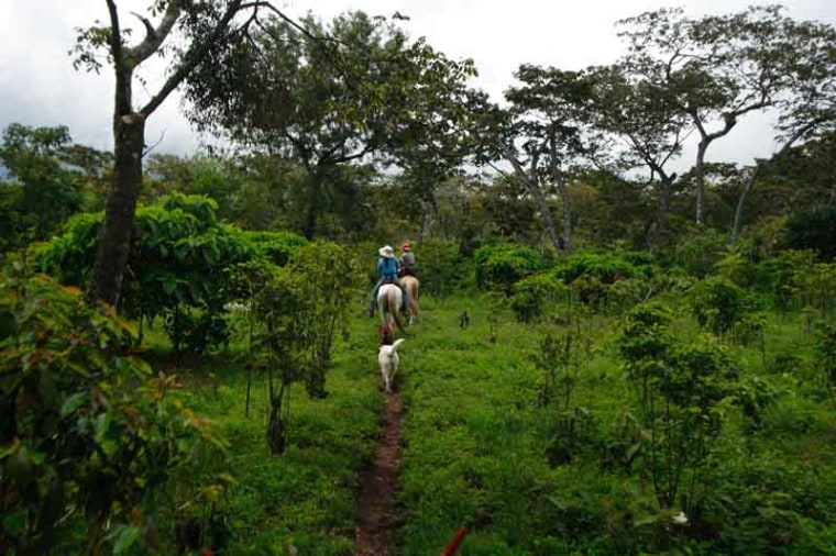AMA9TX Guatemala, Lake Attitlan, tourist on horse back riding through coffee plantations